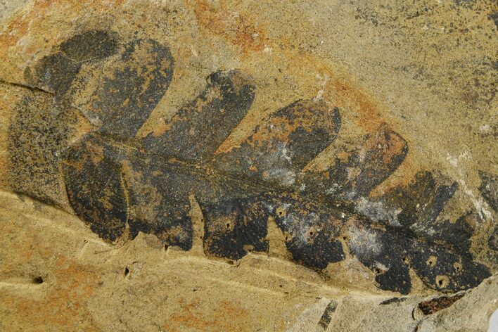 Fern (Pecopteris) Fossil - Mazon Creek #262572